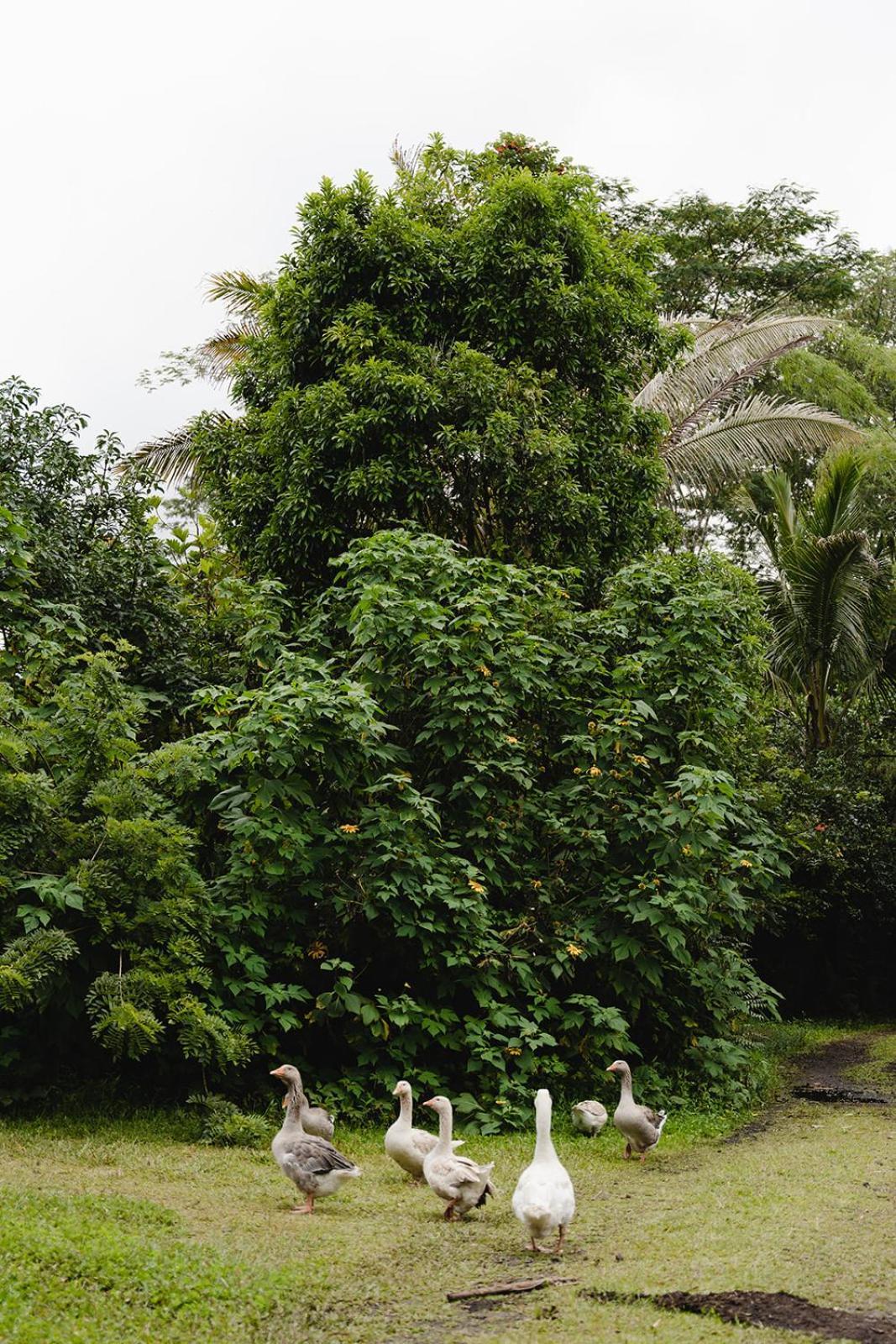 Hawaiian Sanctuary Eco Retreat Center Villa Pahoa Dış mekan fotoğraf